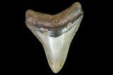 Fossil Megalodon Tooth - North Carolina #105010-1